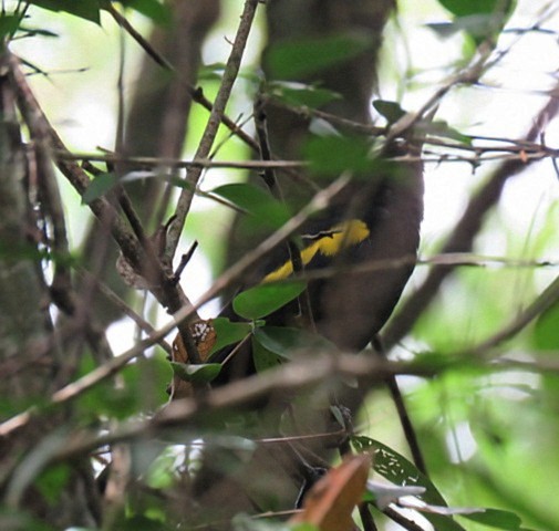 Golden-winged Cacique - ML646918868