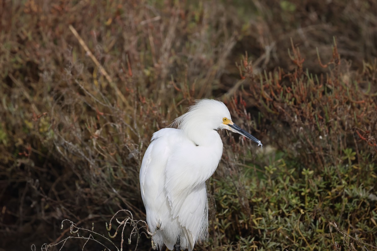 Karbeyaz Balıkçıl - ML646918871