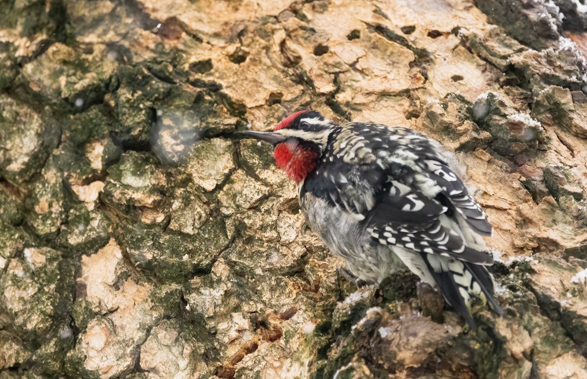 Yellow-bellied Sapsucker - ML646918872
