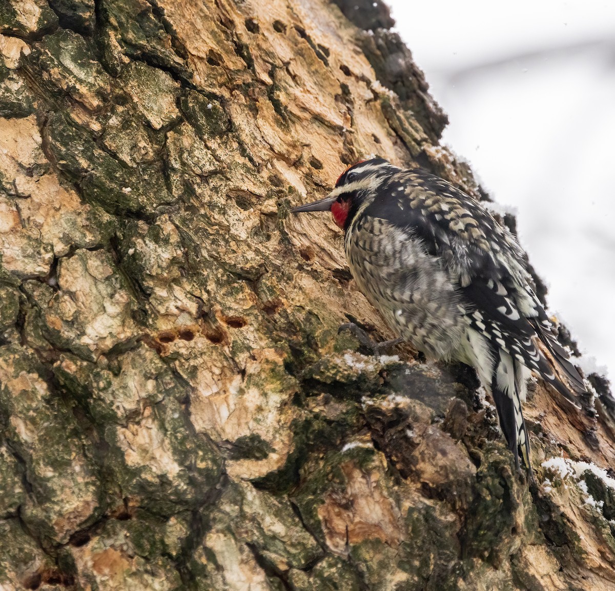 Yellow-bellied Sapsucker - ML646918873