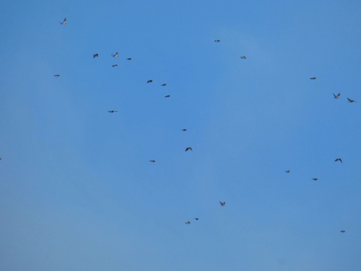 Fieldfare - ML646918876