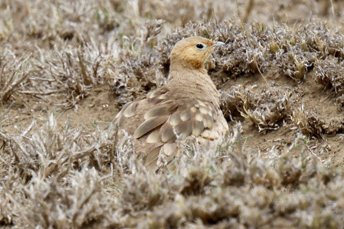 stepokur hnědobřichý - ML646918879