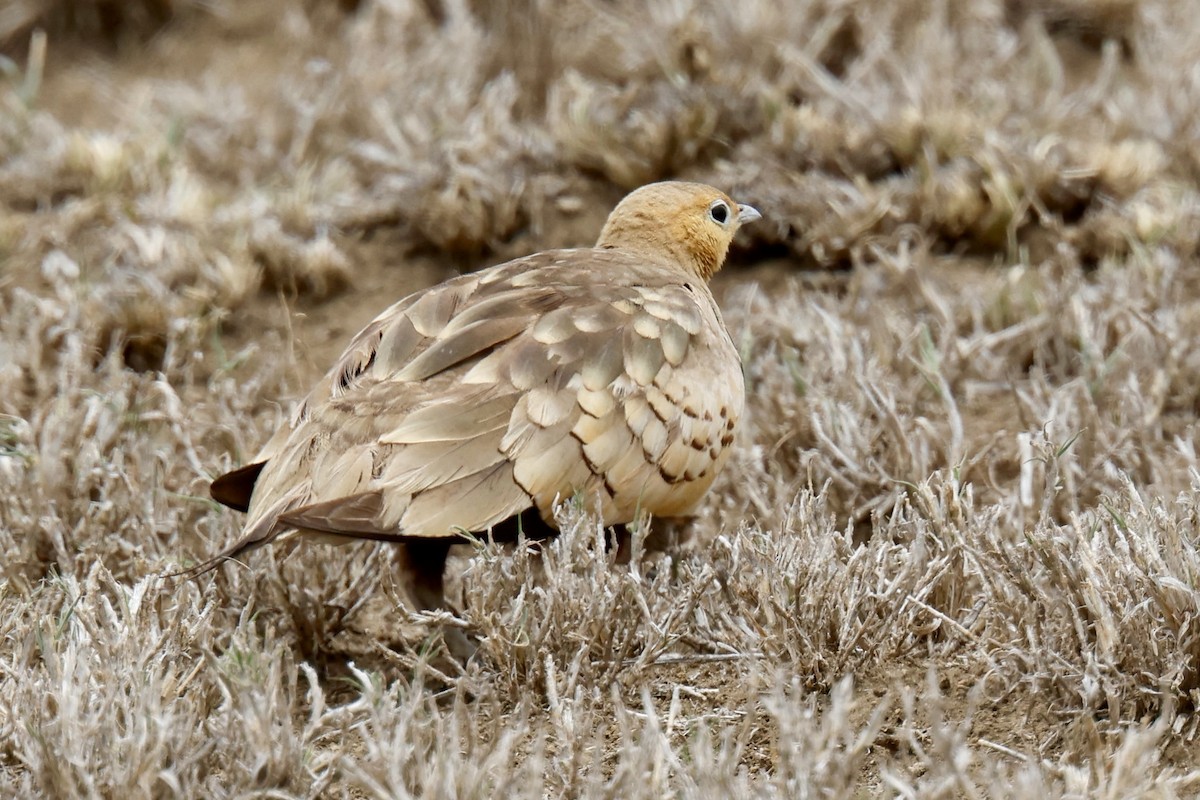 stepokur hnědobřichý - ML646918880
