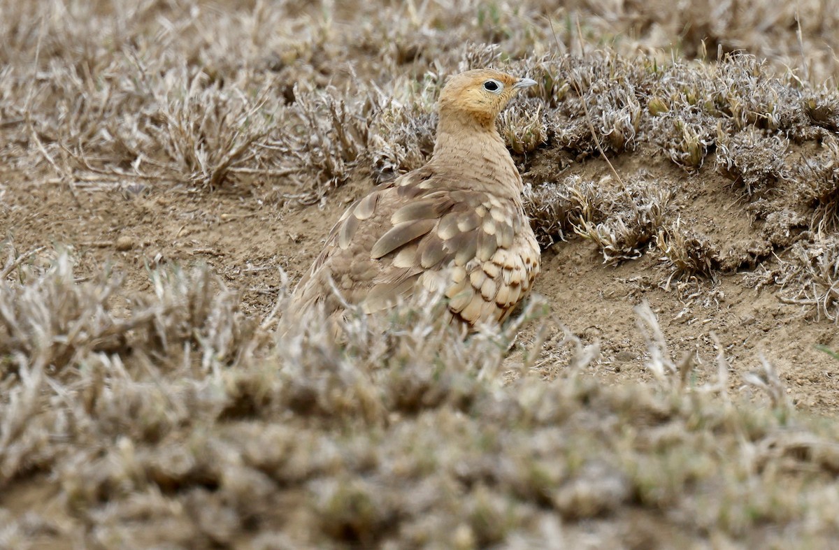 stepokur hnědobřichý - ML646918881