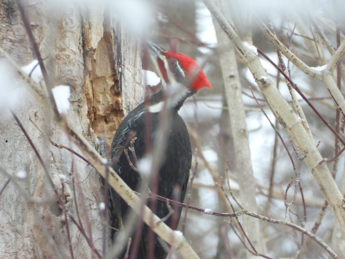 Picamaderos Norteamericano - ML646918887