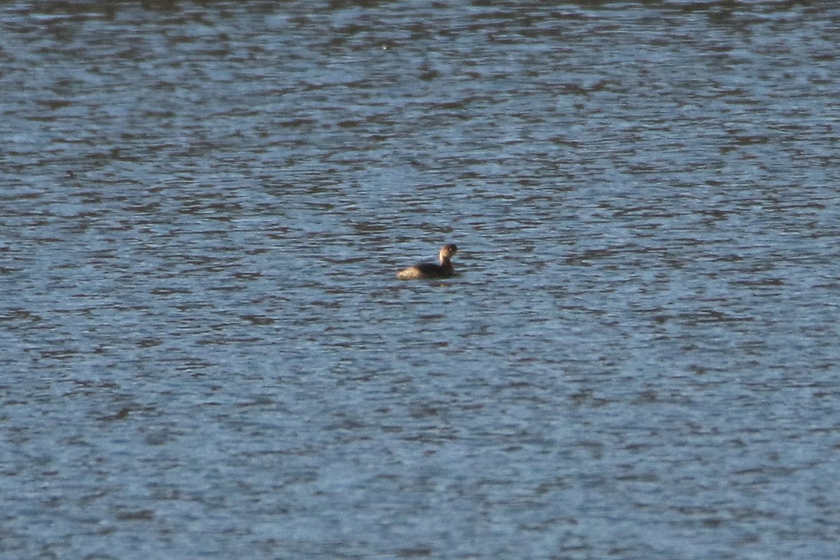 טבלן עקוד-מקור - ML646918891