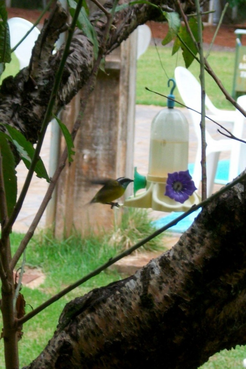 Bananaquit - ML646918893