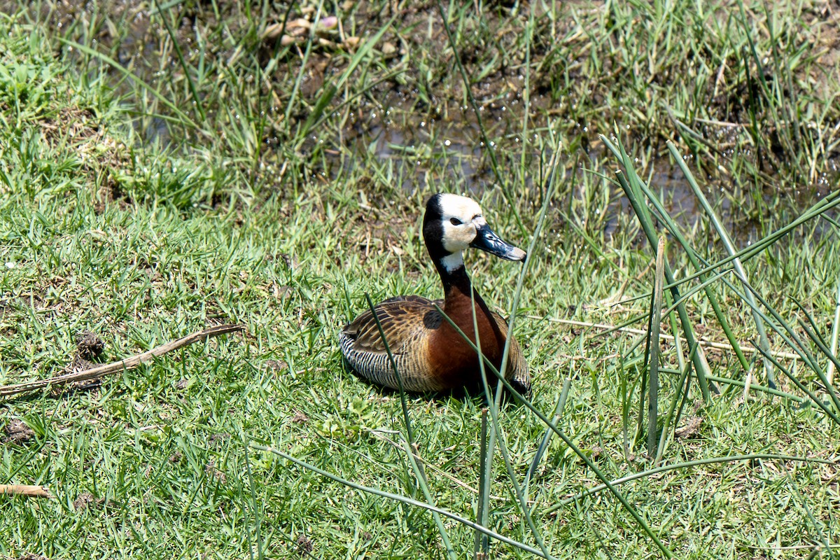 White-faced Whistling-Duck - ML646918894