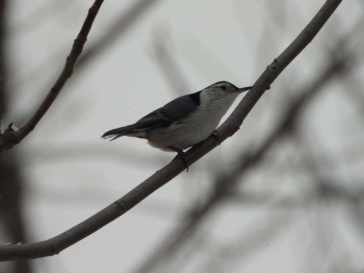 Trepador Pechiblanco - ML646918899