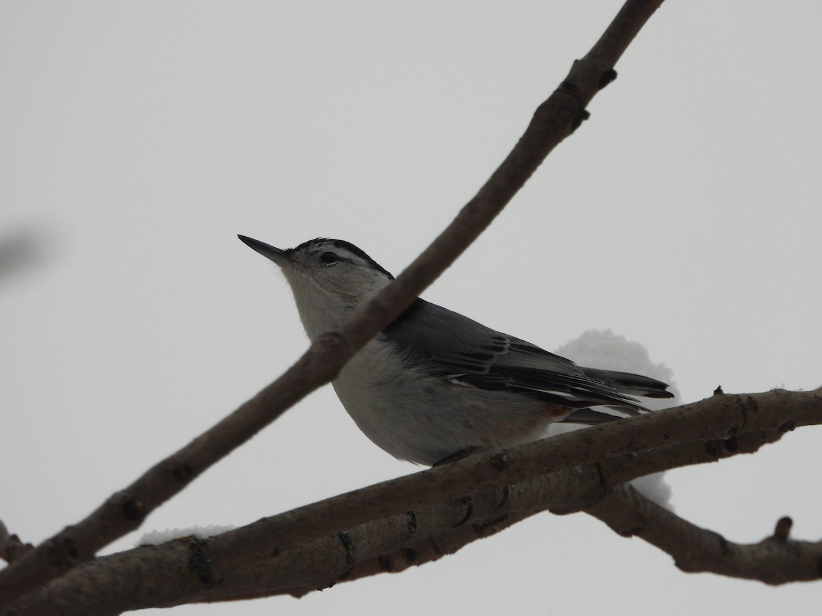 Trepador Pechiblanco - ML646918902