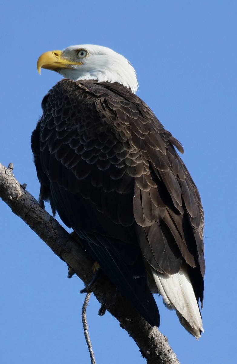 Bald Eagle - ML646918903