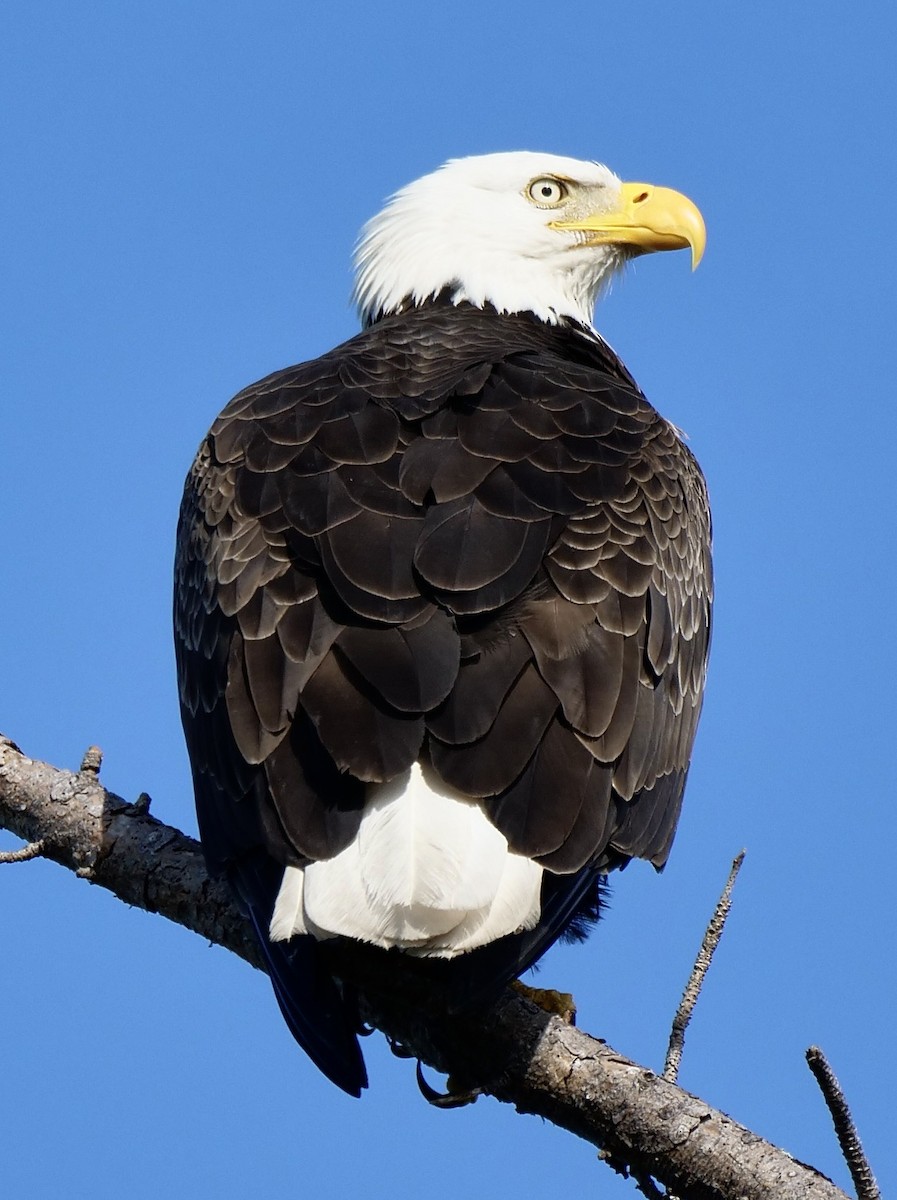 Bald Eagle - ML646918904