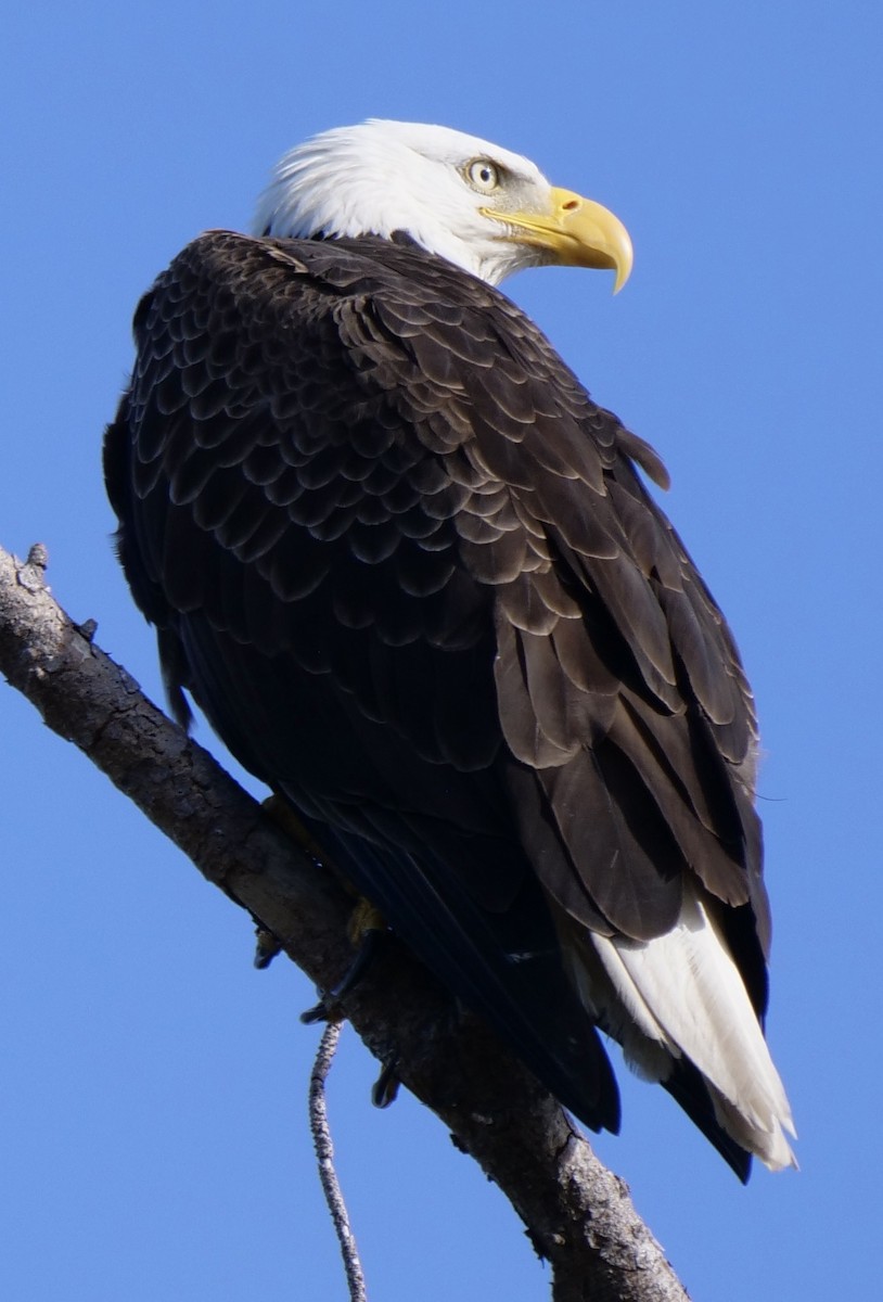 Bald Eagle - ML646918905