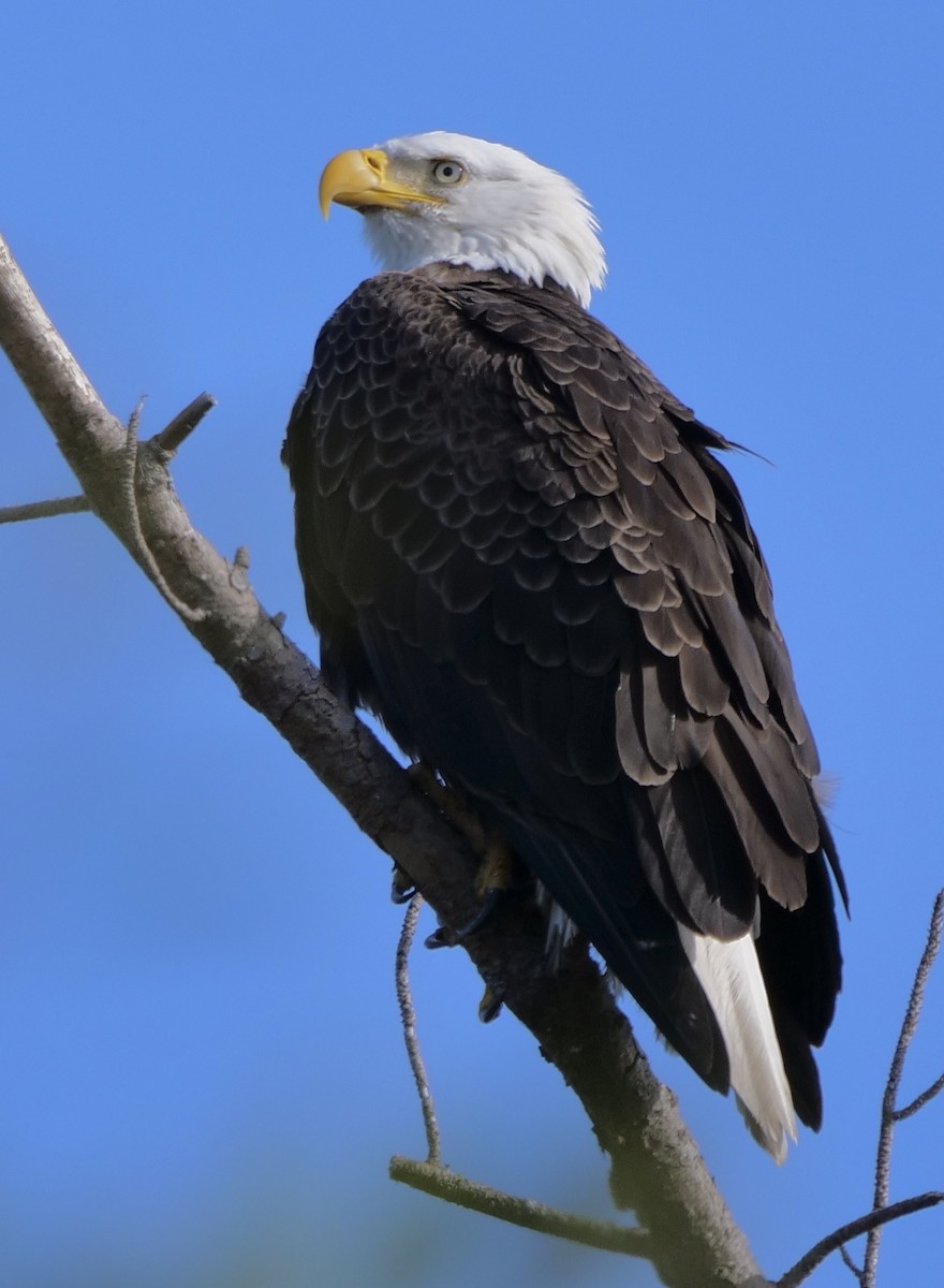 Bald Eagle - ML646918906