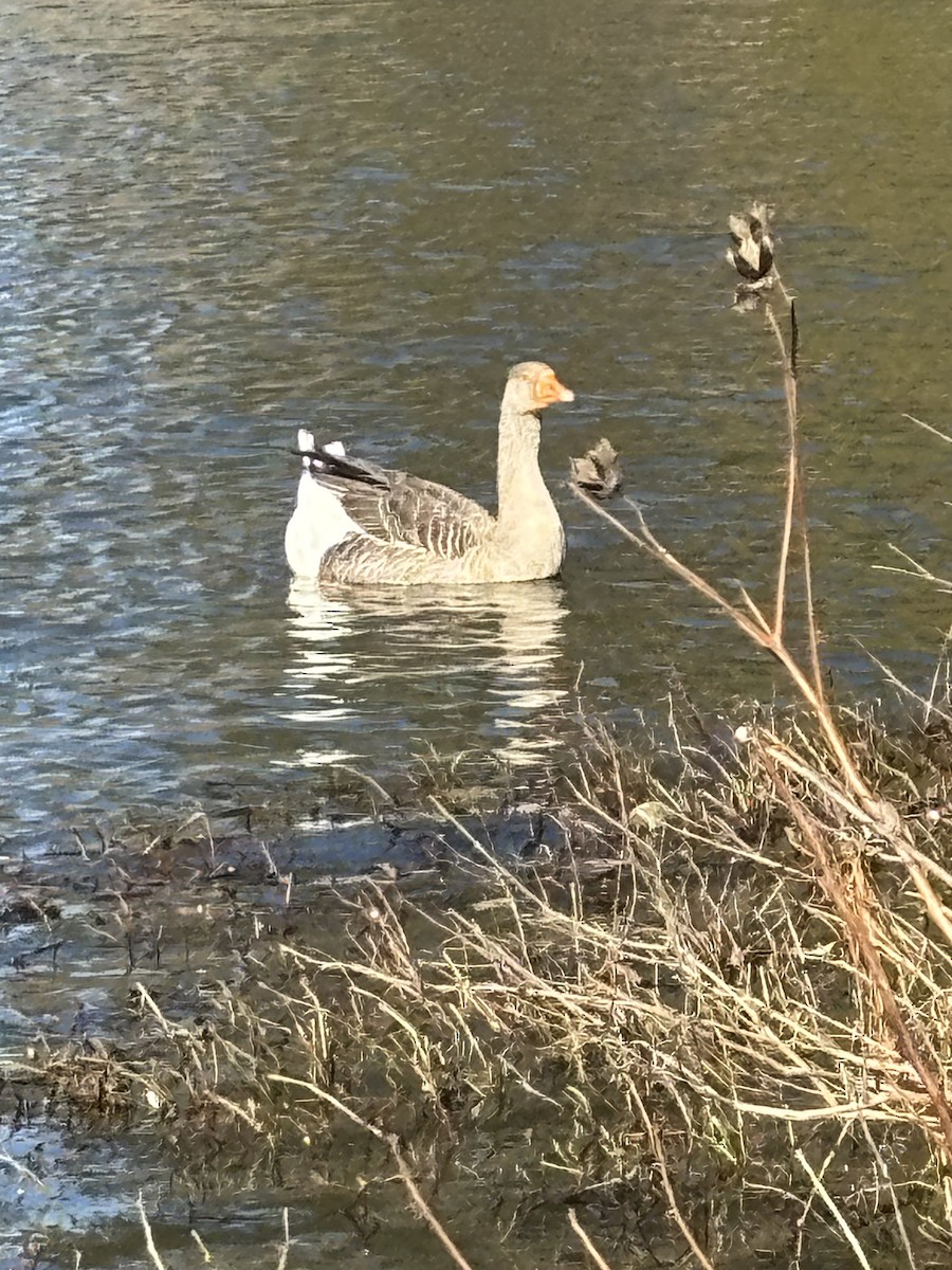 Anser sp. (forme domestique) - ML646918909