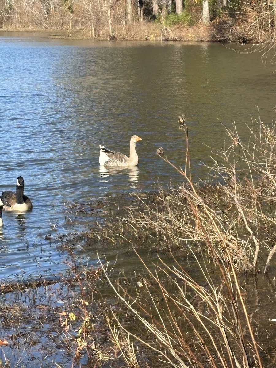 Anser sp. (forme domestique) - ML646918910