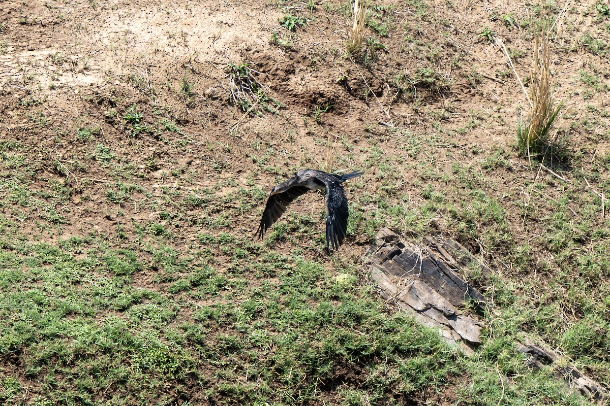 kormorán dlouhoocasý - ML646918913