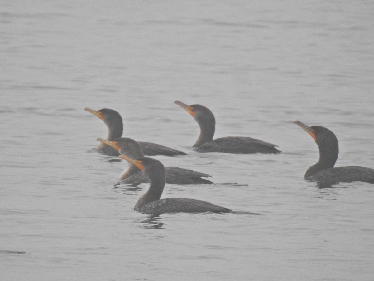 Ушастый баклан - ML646918915