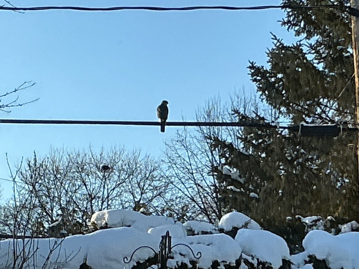 trostehauk - ML646918916