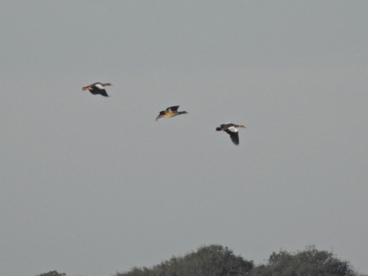 Nilgans - ML646918919