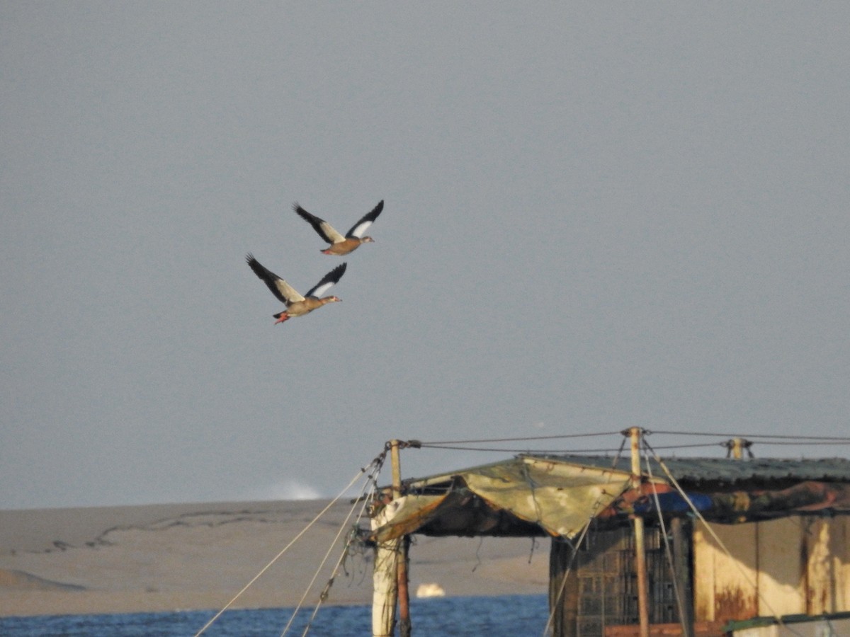 Nilgans - ML646918920