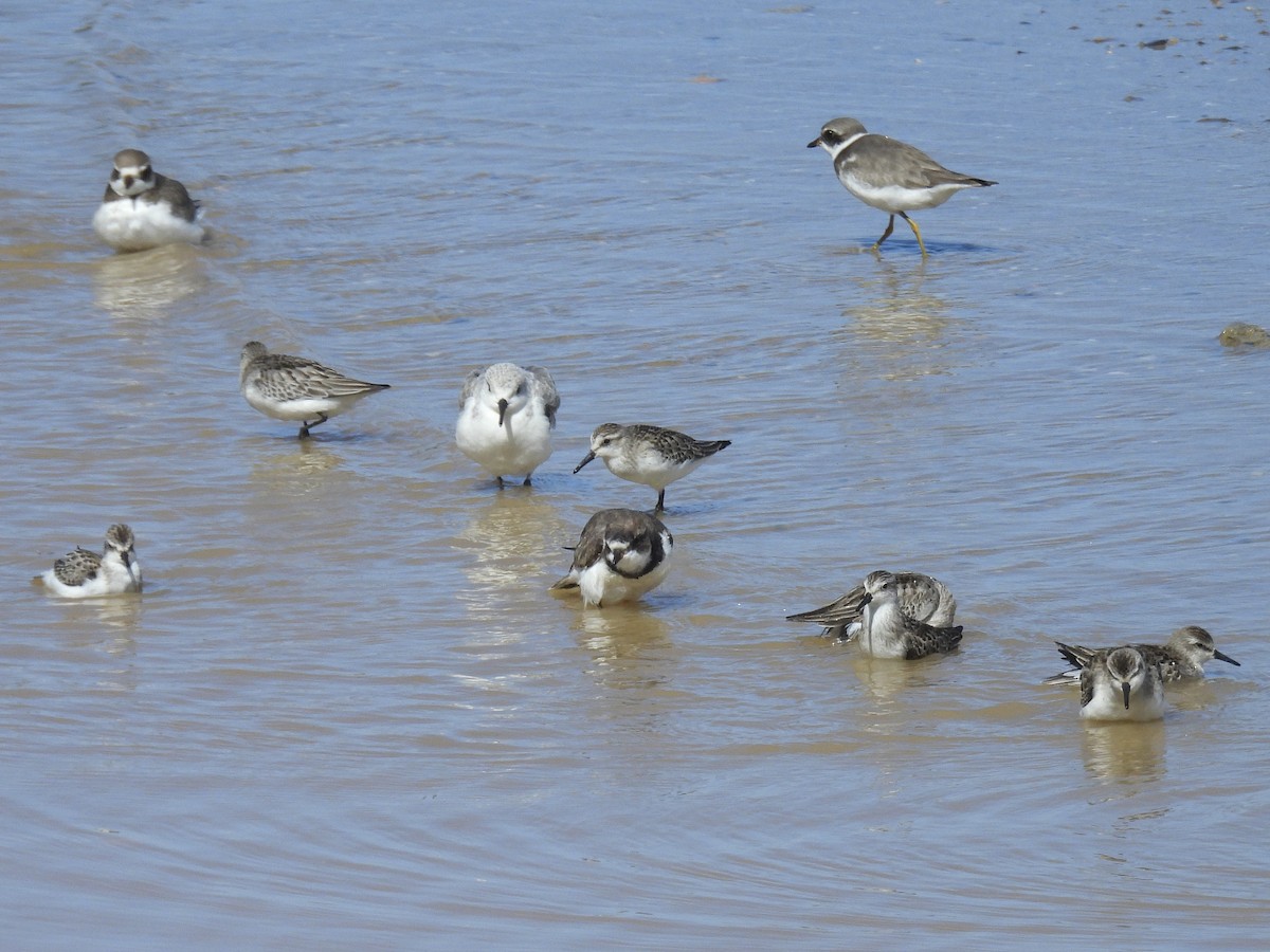 Semipalmated Sandpiper - ML646918924