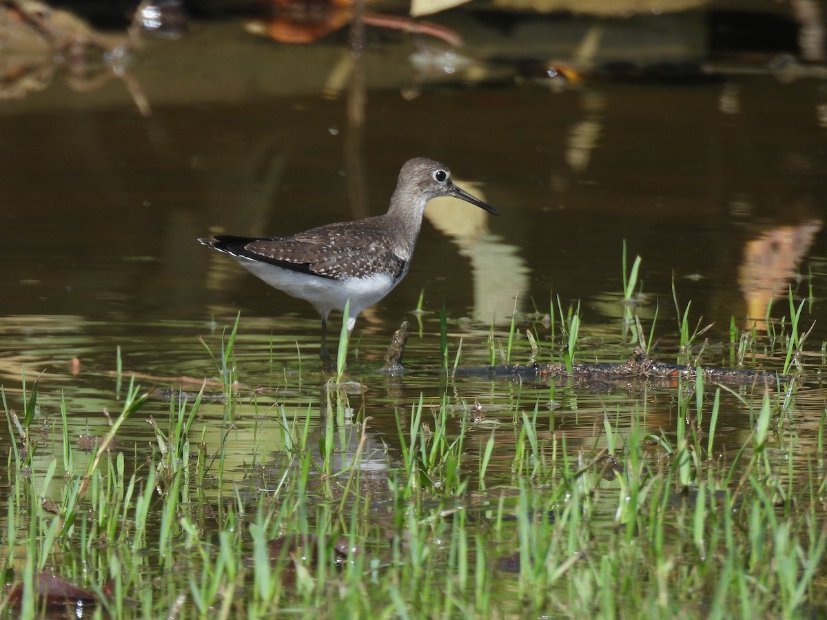 Solitary Sandpiper - ML646918928