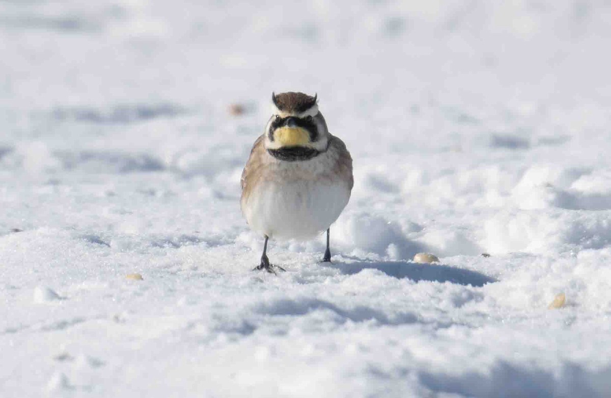 צחיחנית חרמון - ML646918930