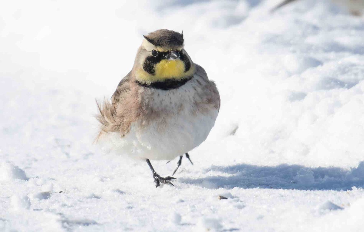 צחיחנית חרמון - ML646918931