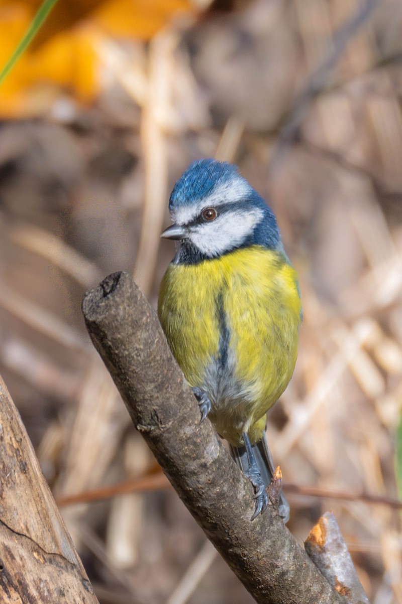 Eurasian Blue Tit - ML646918940