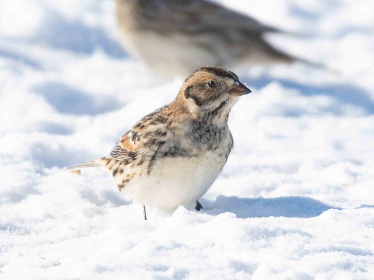 גיבתון לפלנדי - ML646918946