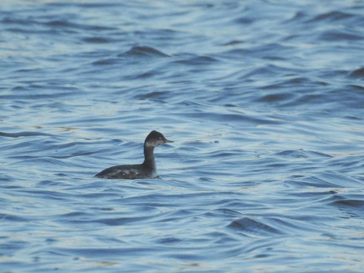 Schwarzhalstaucher - ML646918951