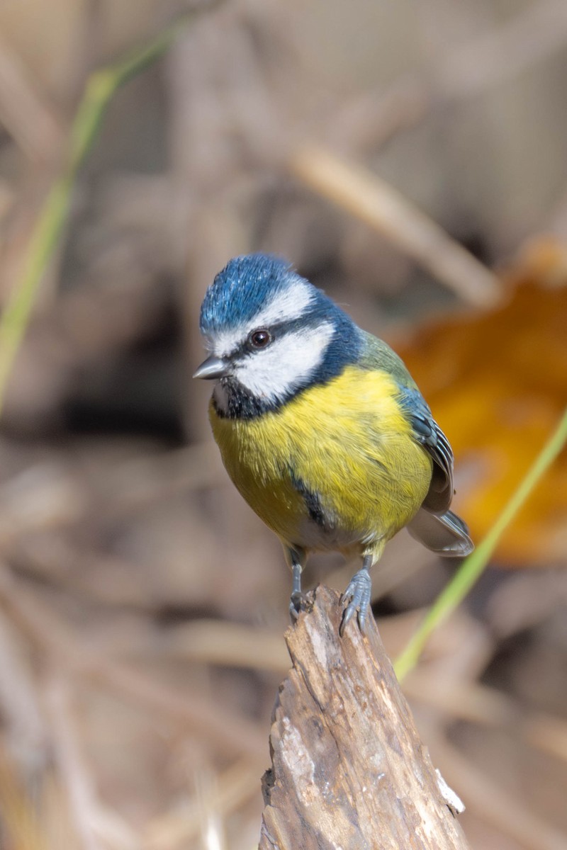 Eurasian Blue Tit - ML646918952