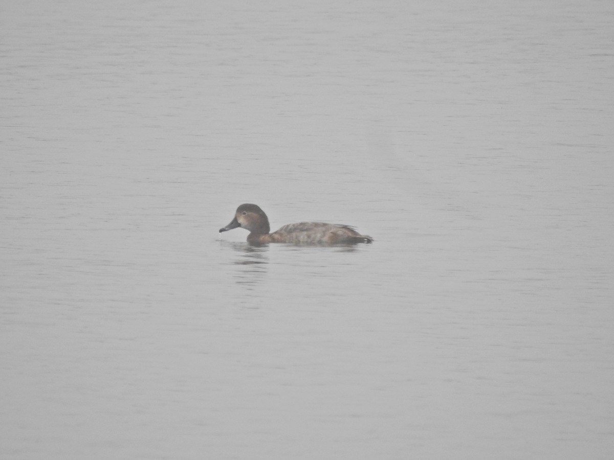 Американский нырок - ML646918954