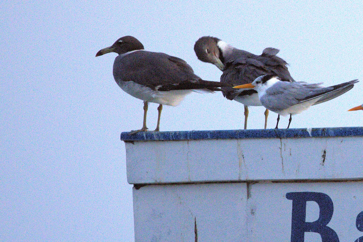 Sooty Gull - ML646918957