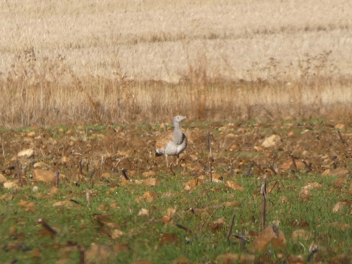 Great Bustard - ML646918958