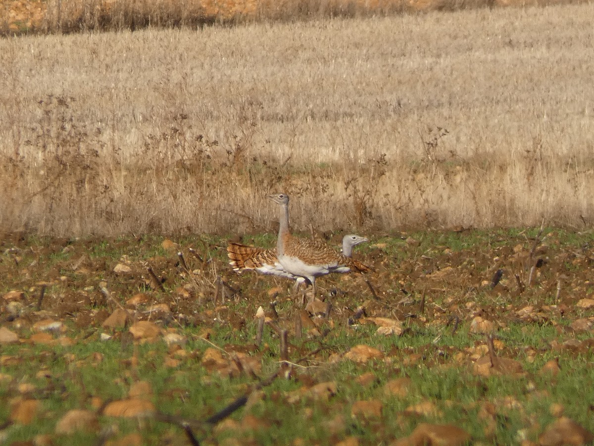 Great Bustard - ML646918959