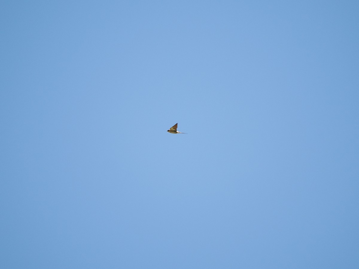 Greater Striped Swallow - ML646918960