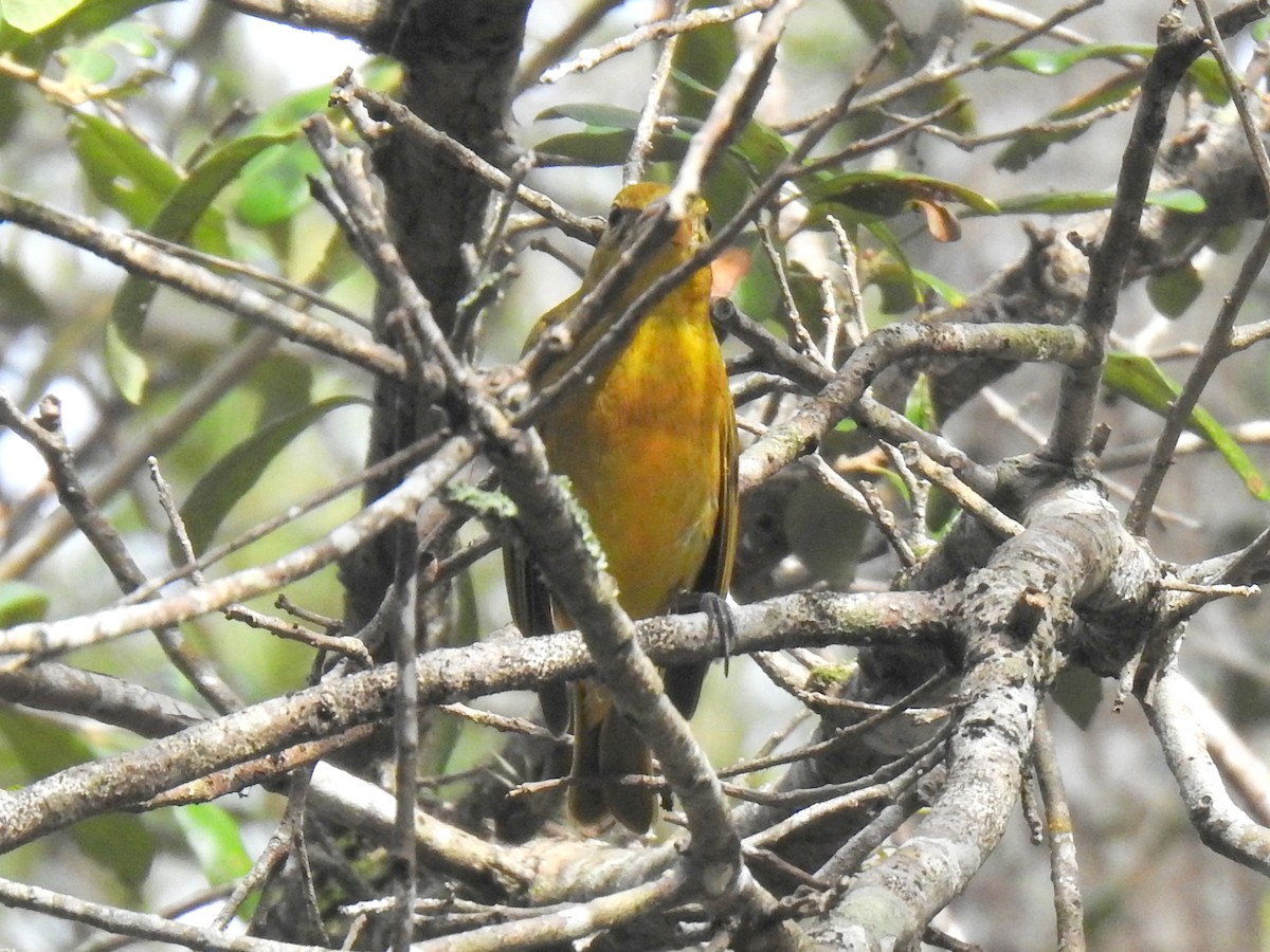 Summer Tanager - ML646918961