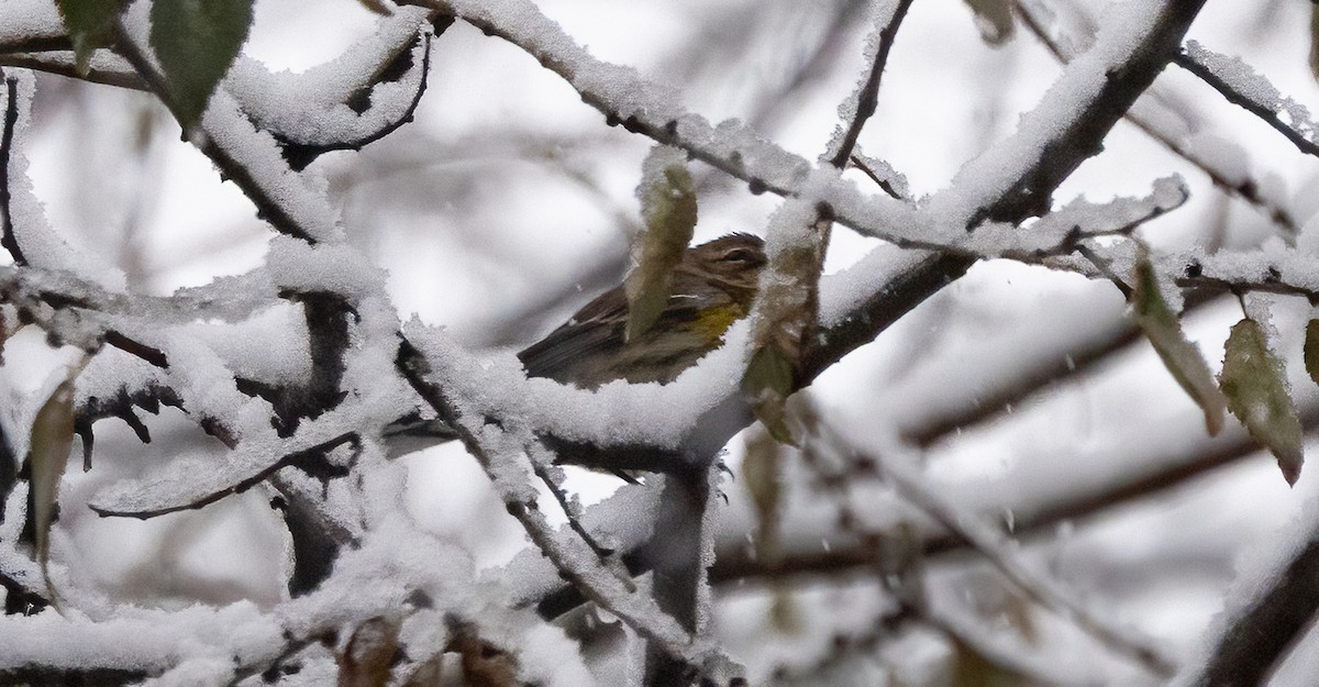 Yellow-rumped Warbler - ML646918962
