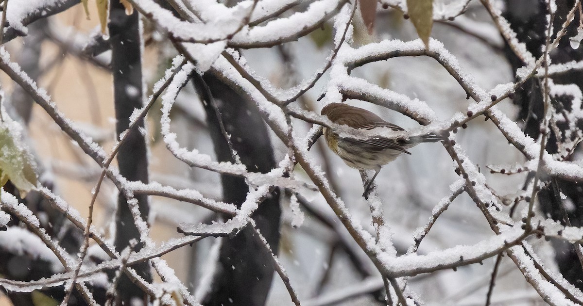 Yellow-rumped Warbler - ML646918963