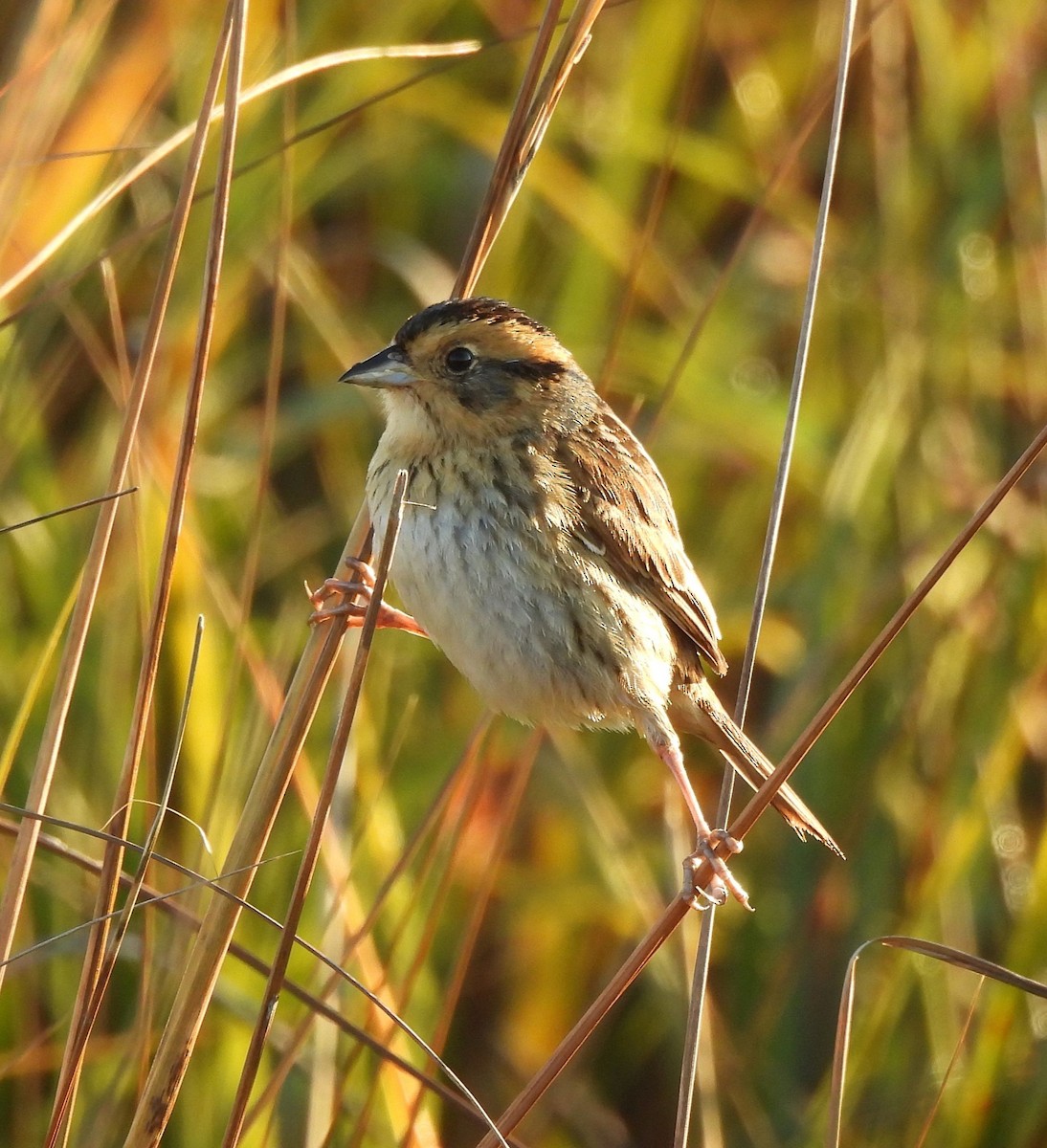 Nelsonammer - ML646918967