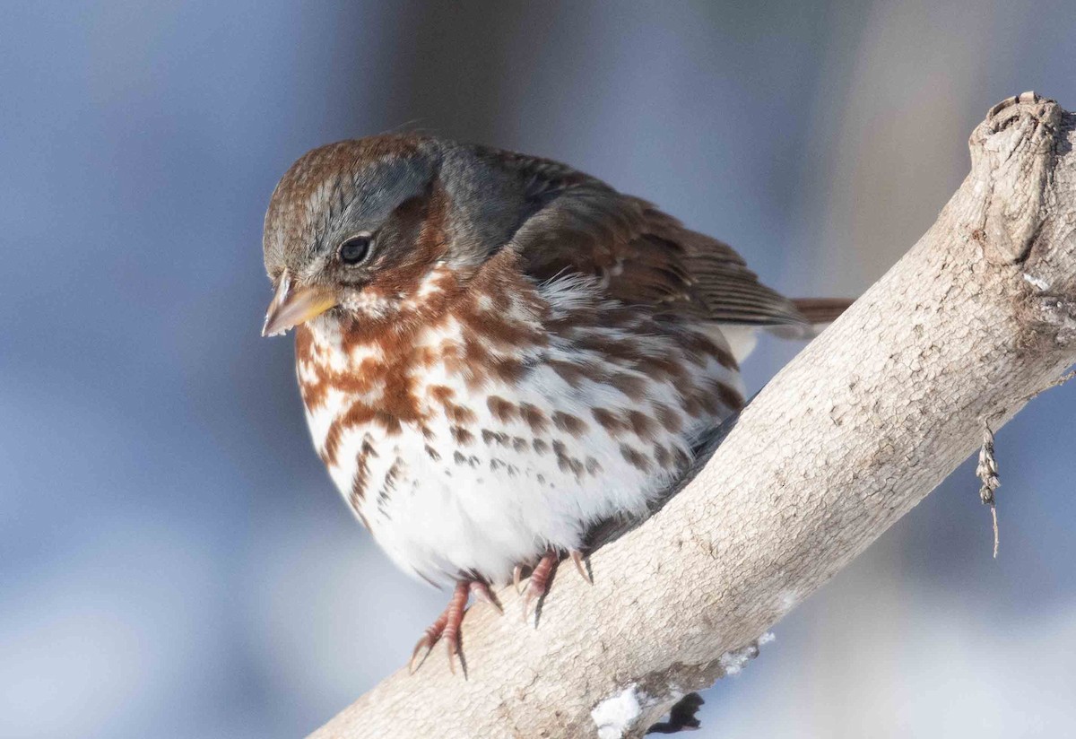 גיבתונית חומת-זנב - ML646918968