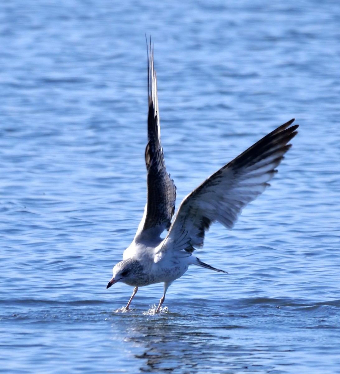 Ring-billed Gull - ML646918970
