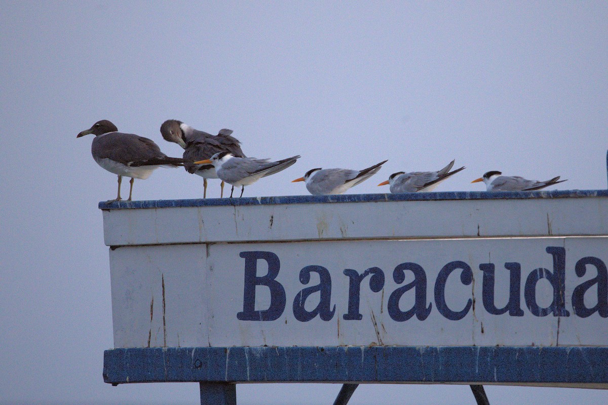 Lesser Crested Tern - ML646918971