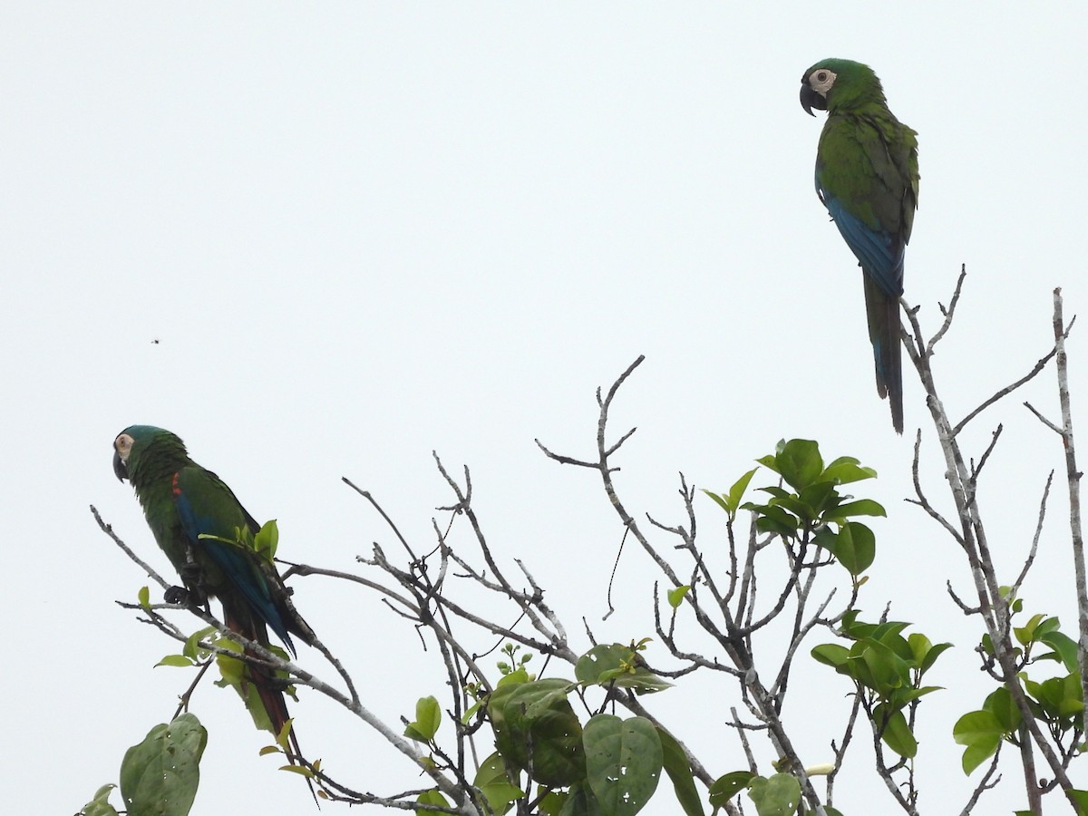 Guacamayo Severo - ML646918973