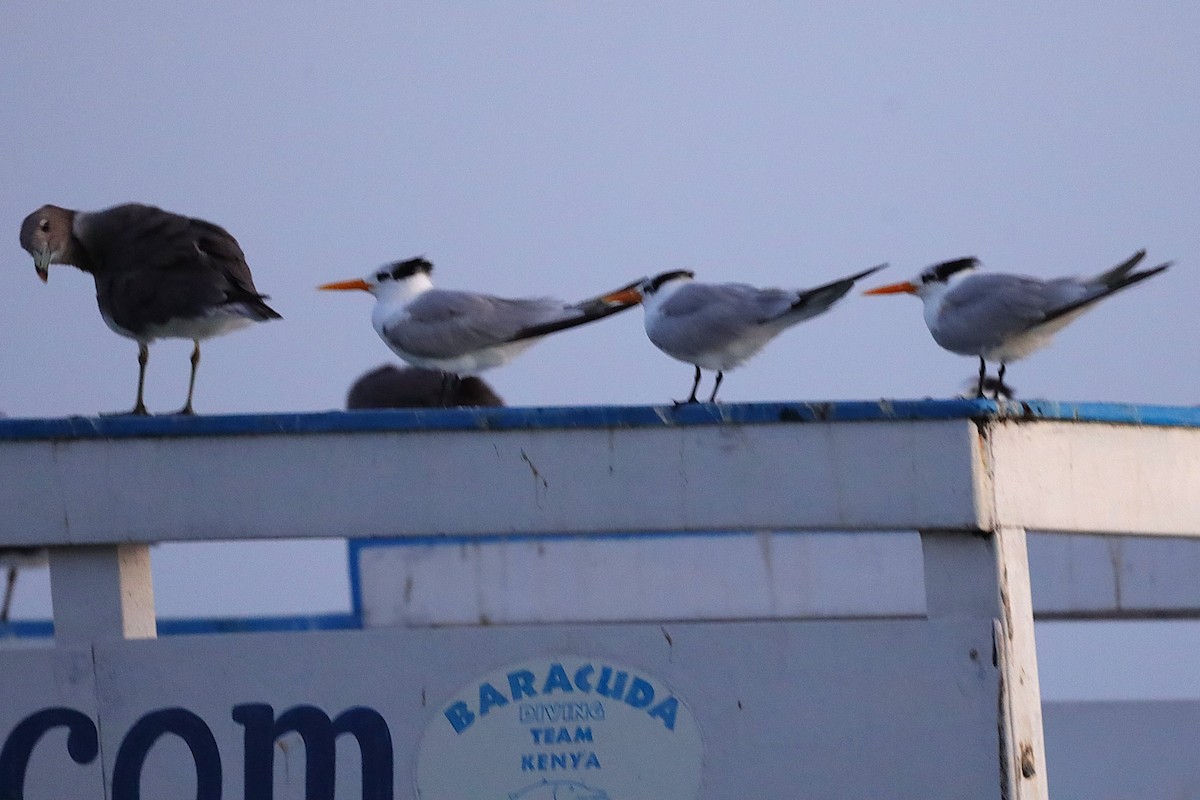 Lesser Crested Tern - ML646918980