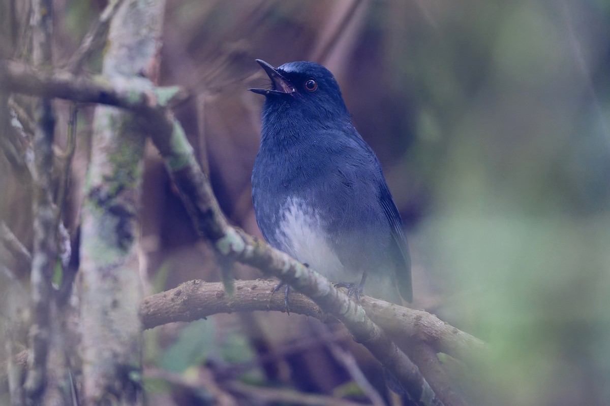 White-bellied Sholakili - ML646918981