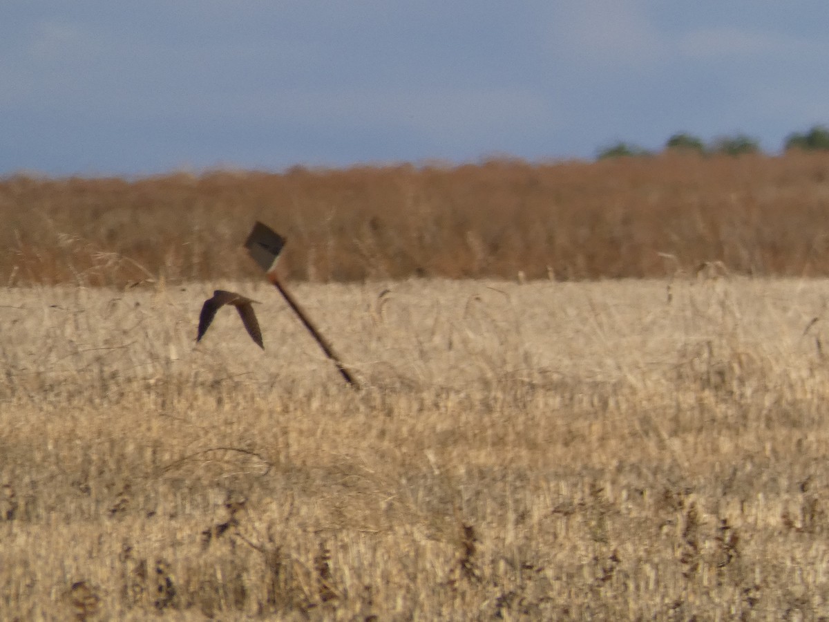 Merlin - ML646918982