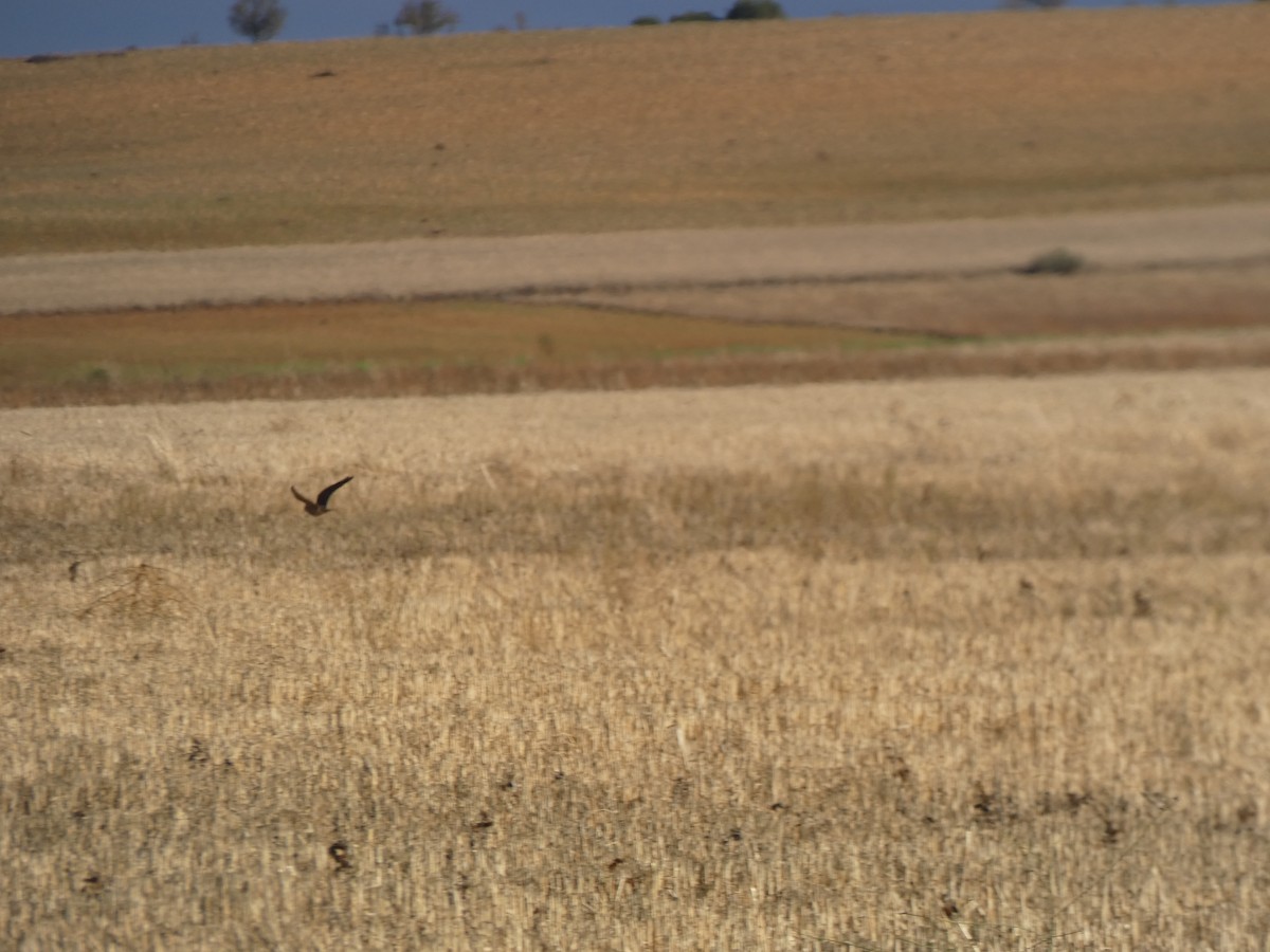 Merlin - ML646918983